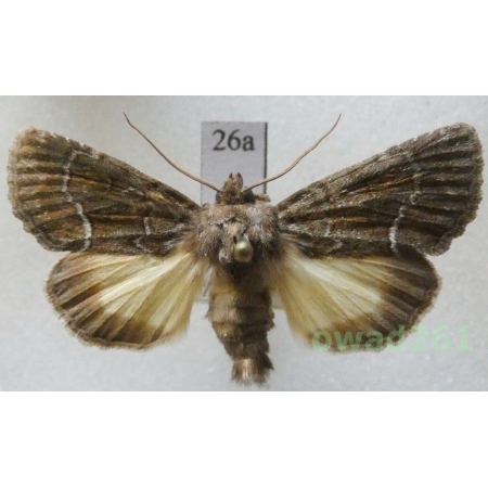 Thalpophila matura (Hufnagel, 1766) Czech26a